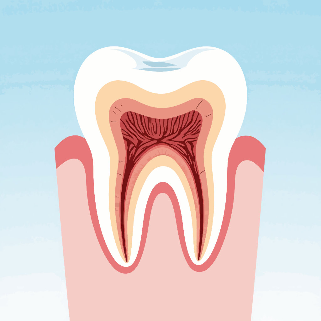 Изображение зуба в разрезе